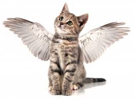 kittens with angel wings